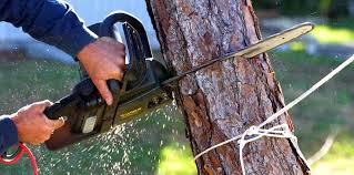 Best Tree Risk Assessment  in Hudson Bend, TX