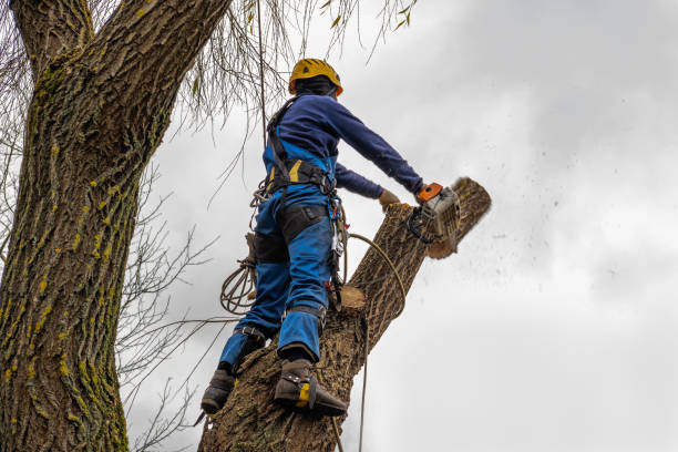 Best Root Management and Removal  in Hudson Bend, TX