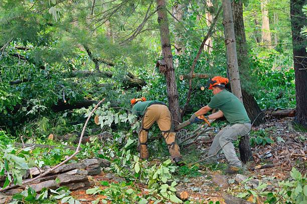 Best Firewood Processing and Delivery  in Hudson Bend, TX