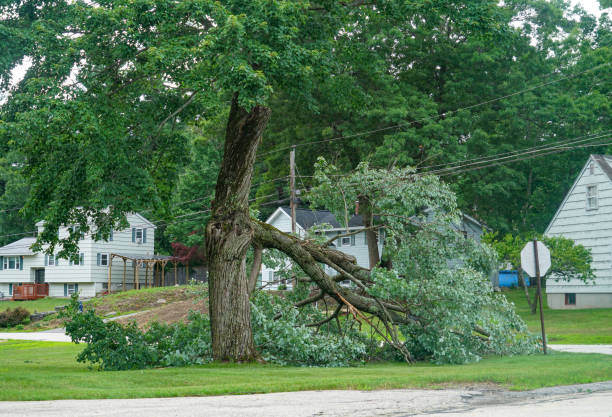 How Our Tree Care Process Works  in  Hudson Bend, TX