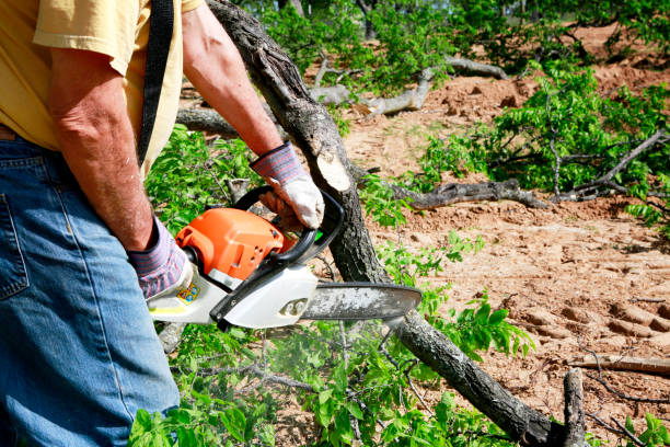Best Storm Damage Tree Cleanup  in Hudson Bend, TX